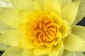 © Bloemen en planten 11 